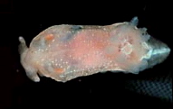  Goniodoris nodosa (Sea Slug)